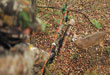 Shot Placement For Treestand Bowhunters