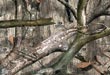 Mossy Oak Pattern Made For Stand Hunters