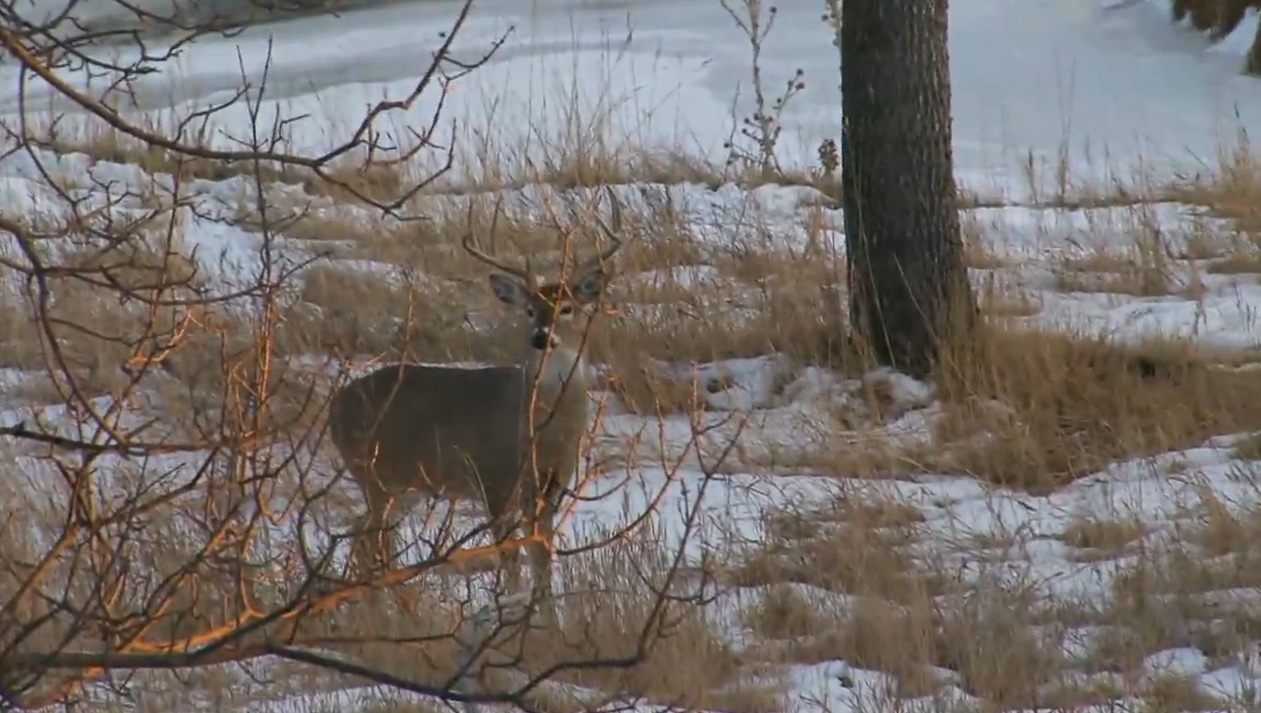 Tracking Whitetails in the Upper Plains