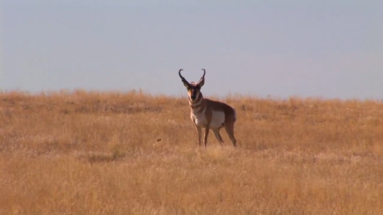 Spot and Stalk Antelope