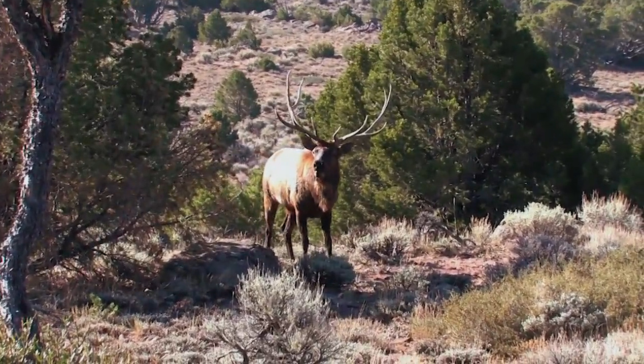 Colorado Trophy Unit Elk Hunt