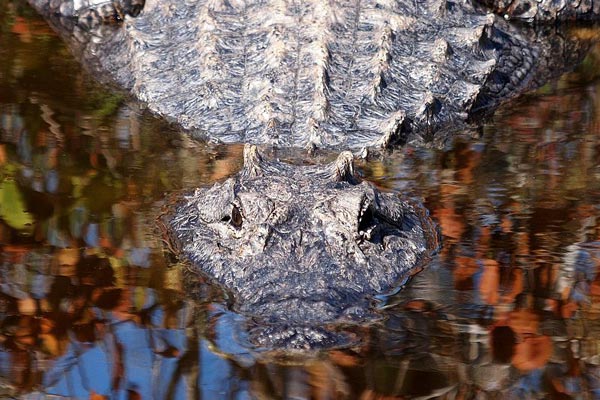 10_alligator