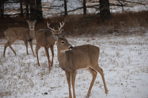 3 Tips for Late Season Deer Hunting
