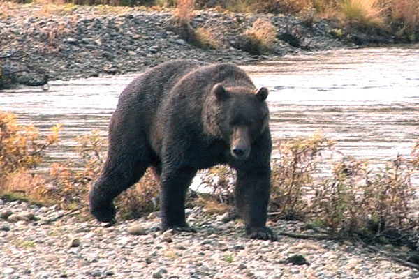 bowhunting difficult brown bear
