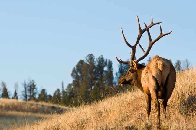 bowhunting elk