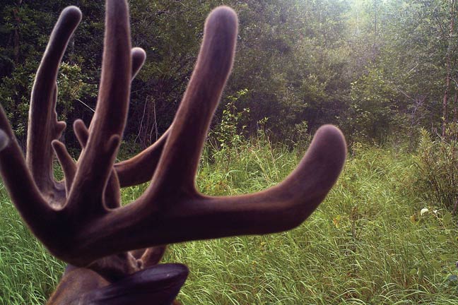 bowhunting-200-inches-of-whitetail