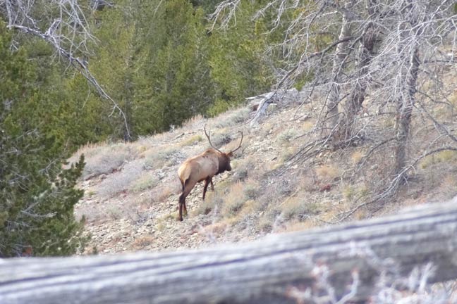 how-to-stalk-elk