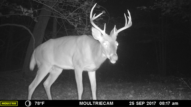 Deer Calling Tips To Help You In The Rut