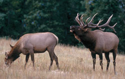 Elk Death Mystery Solved