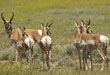 Top Tactics For Bowhunting Pronghorn