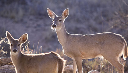 Tactics For Bowhunting Coues Whitetails