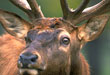 Eastern Elk Flourish