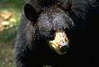 Black Bear Hunting In The Garden State