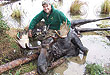 Bowhunting Yukon Moose