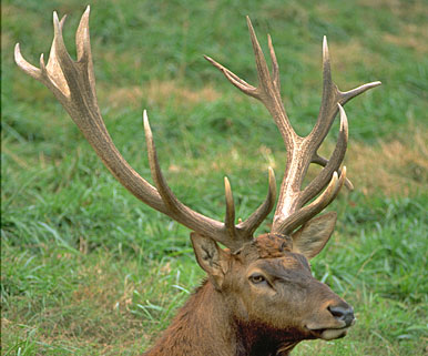 2011 Elk Hunting Forecast 