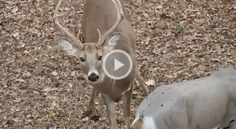An 11th Hour Victory for a Kansas Whitetail Buck