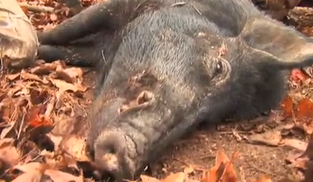Video: Bowhunting Hogs in Fall