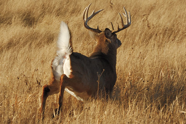 10 Bowhunting Mistakes You're Making Right Now