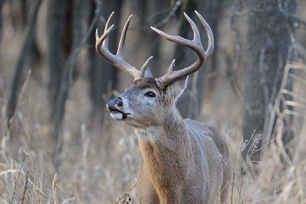 How to Understand Whitetail Deer Sounds