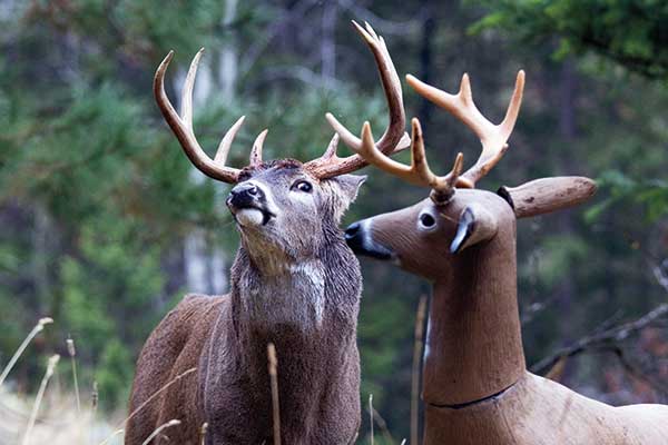 Dilemmas & Solutions: How to Use Deer Decoys 