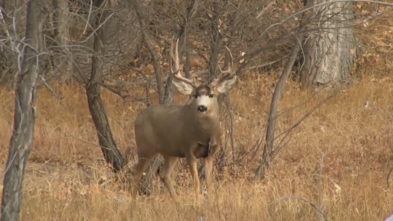 The Switch Squared-Colorado Mule Deer
