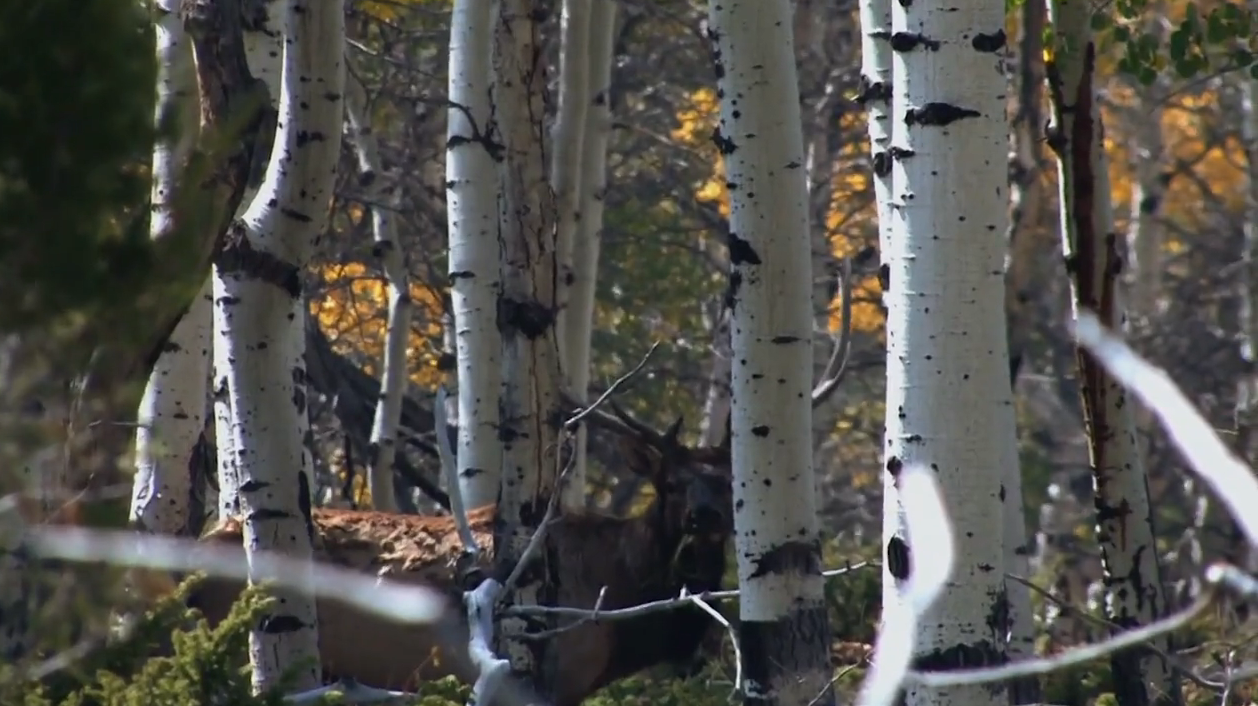 A Decoy Does the Job on a high country Moose