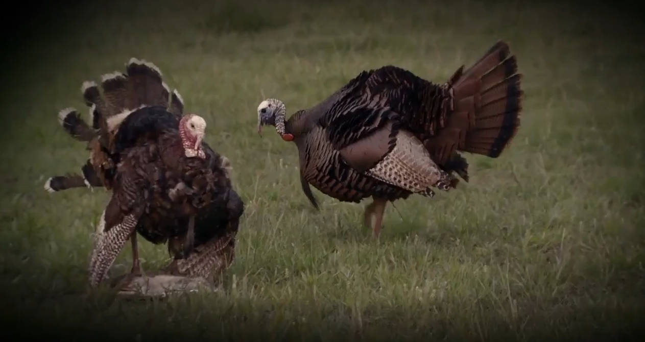 Moment of Truth: Turkey Hunting Tricks
