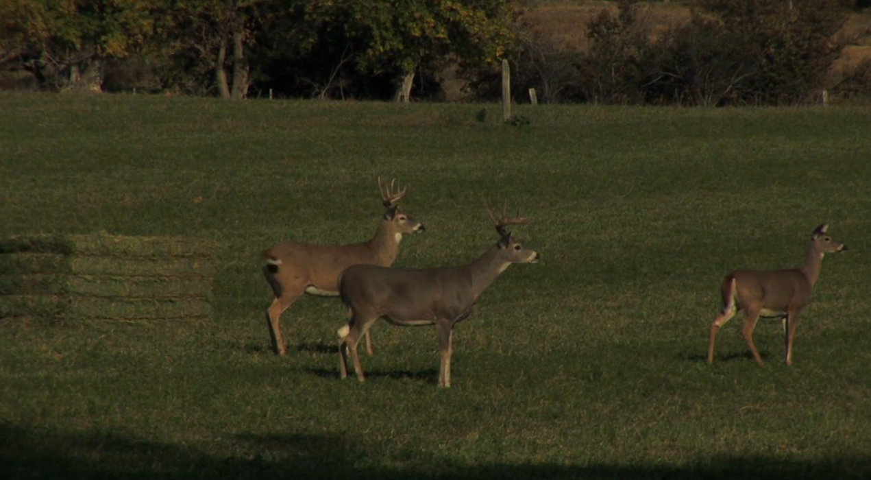 Doubling Down on Wyoming Whitetails