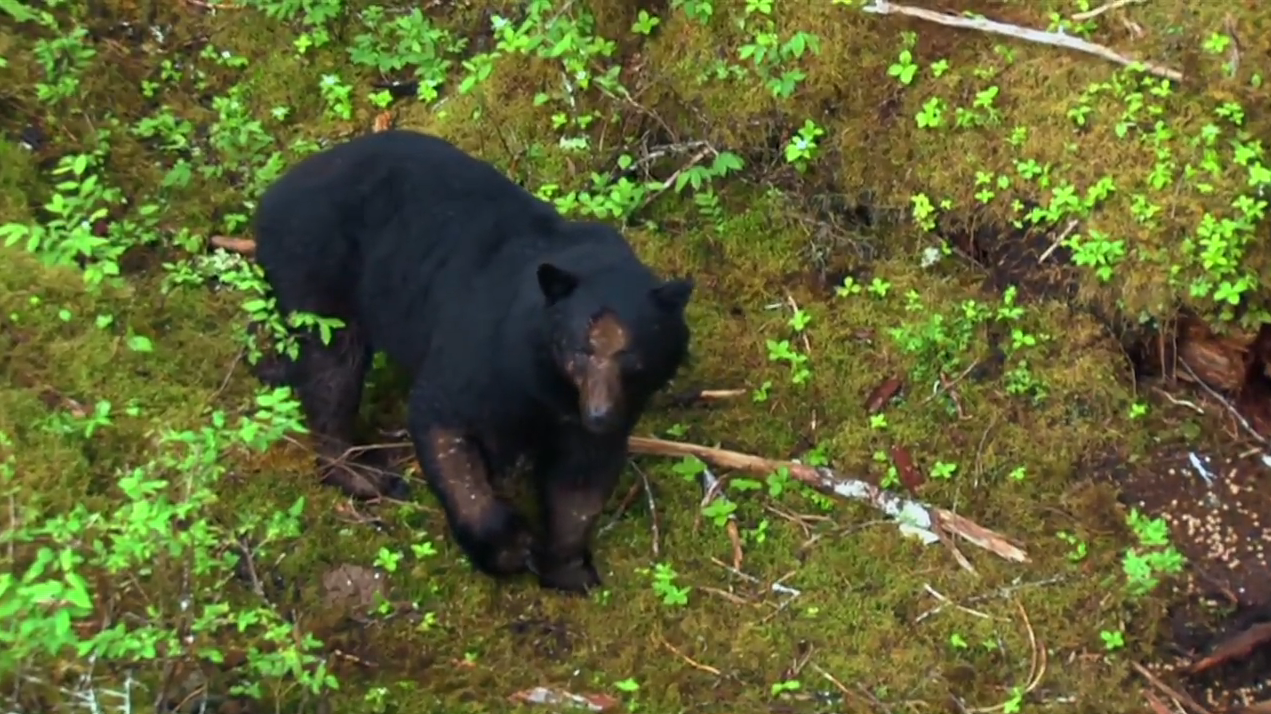 Alaskan Black Bear Part 2
