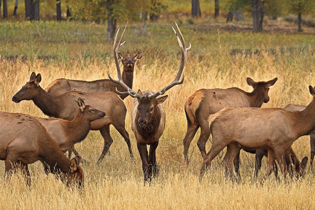 Always Ask 'Why' When Bowhunting Elk