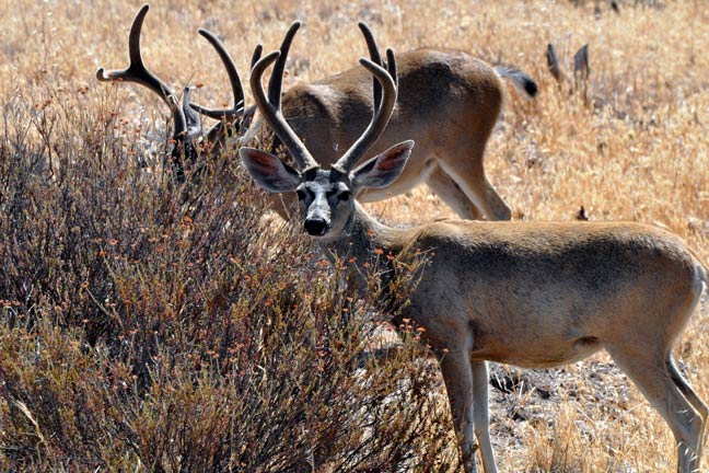 Troubling Trend For Non-Resident Hunters