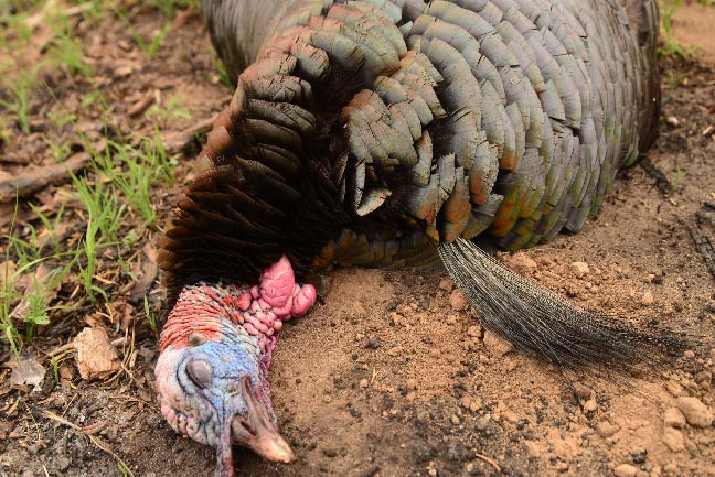 Top 5 Reasons You're Terrible At Bowhunting Turkeys