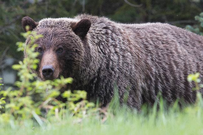 Grizzly Hunting Now Banned in British Columbia